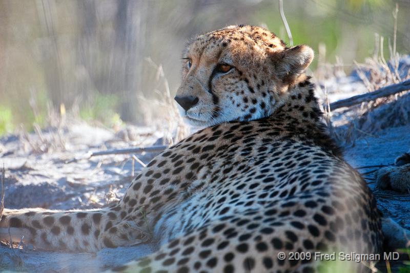 20090618_101230 D300 X1.jpg - The Cheetahs soon lost interest